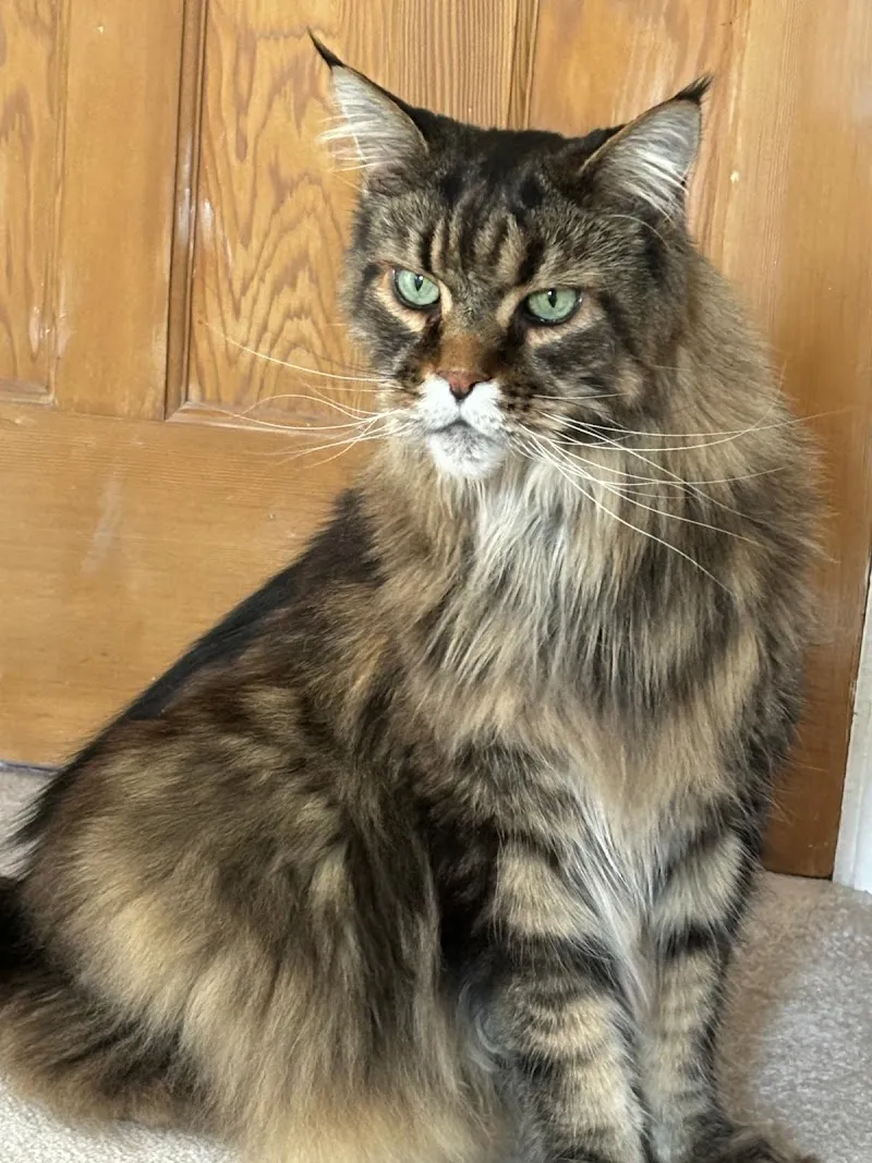 The Cat Butler Bromley - Cat Sitting Service, Cattery Alternative