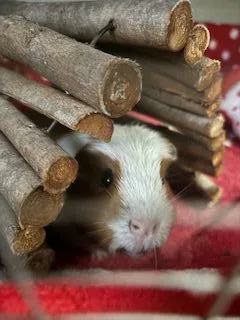 Lymington Guinea Pig Hotel, Lymington