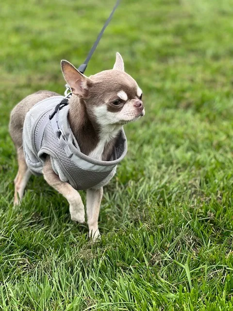Beaux Aires Boarding Kennels & Cattery