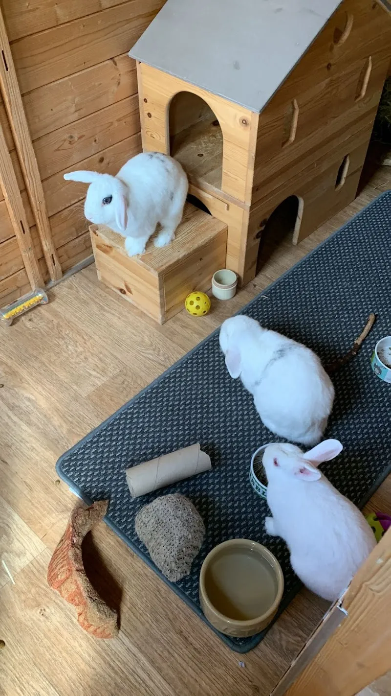 Nork Guinea Pig Hotel