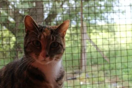 Little Acre Kennels, Cattery & Grooming, Peterborough - Photo 1 of 3