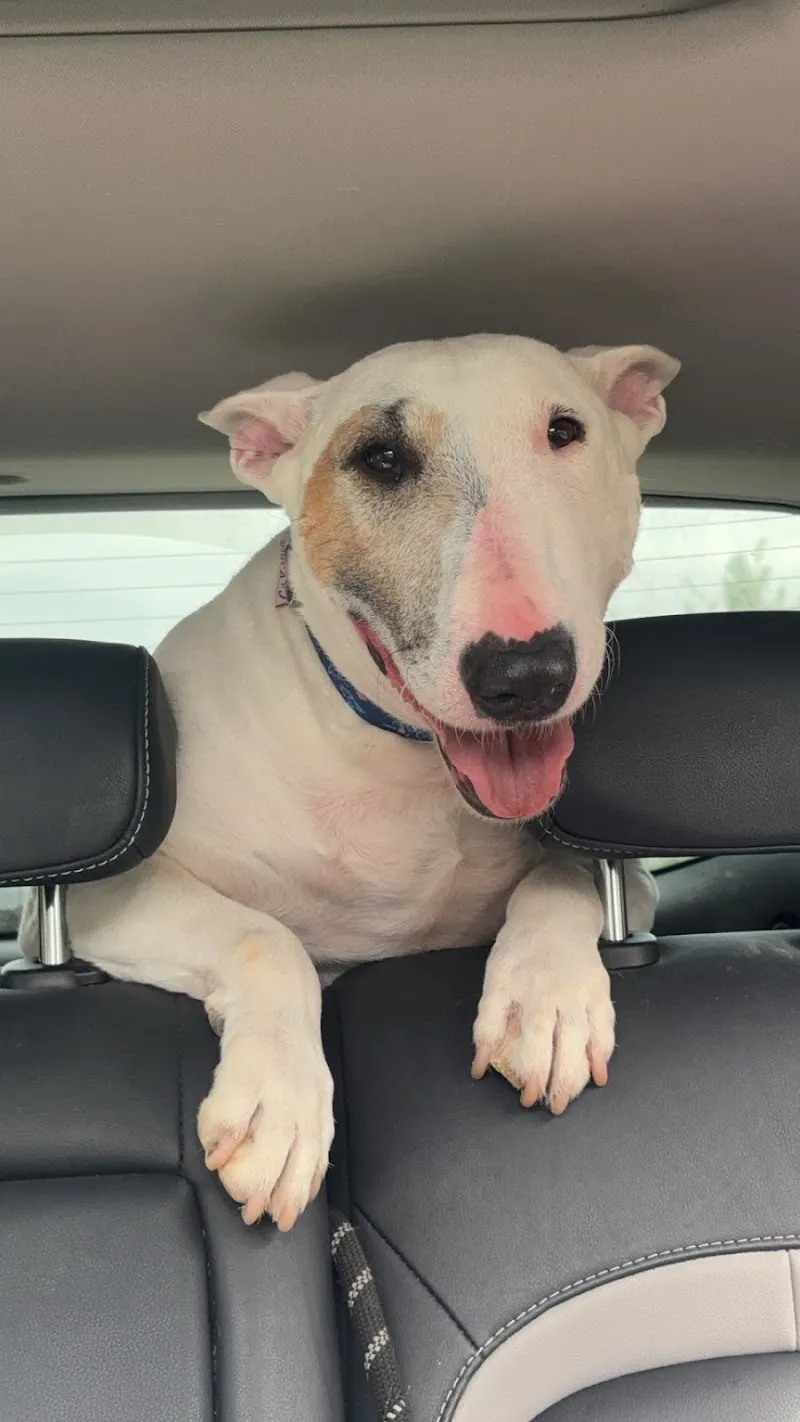 Little Acre Kennels, Cattery & Grooming