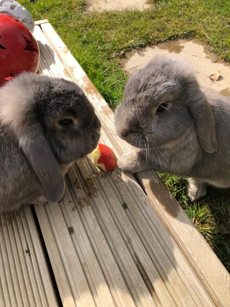Damson Lodge, Small animal boarding