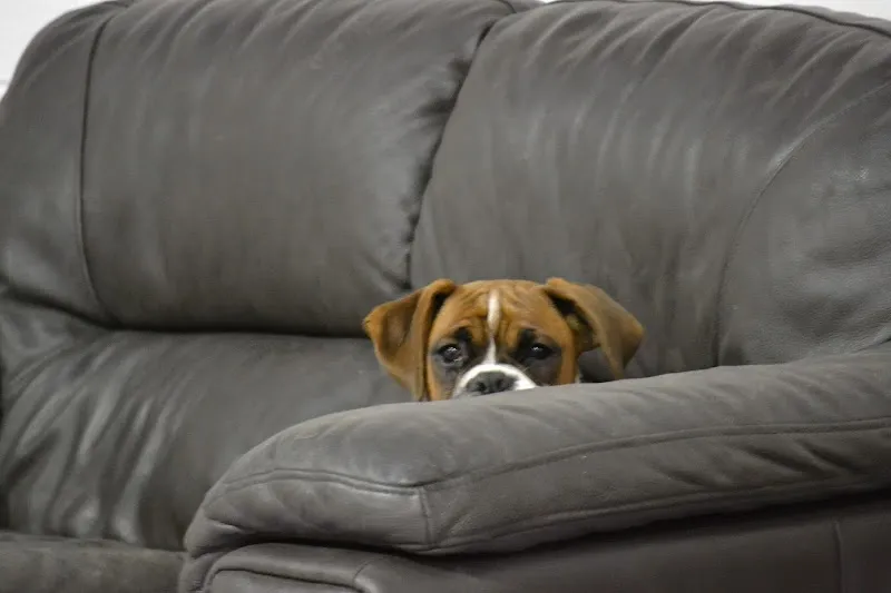 Happy Hounds Pet Care