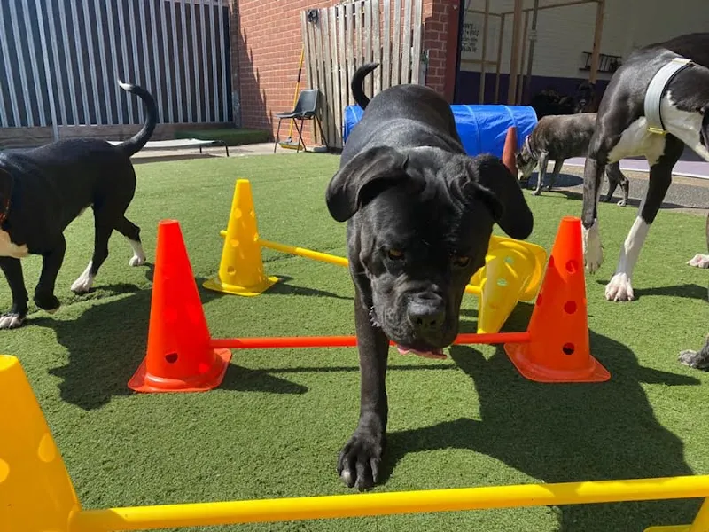 Happy Hounds Pet Care