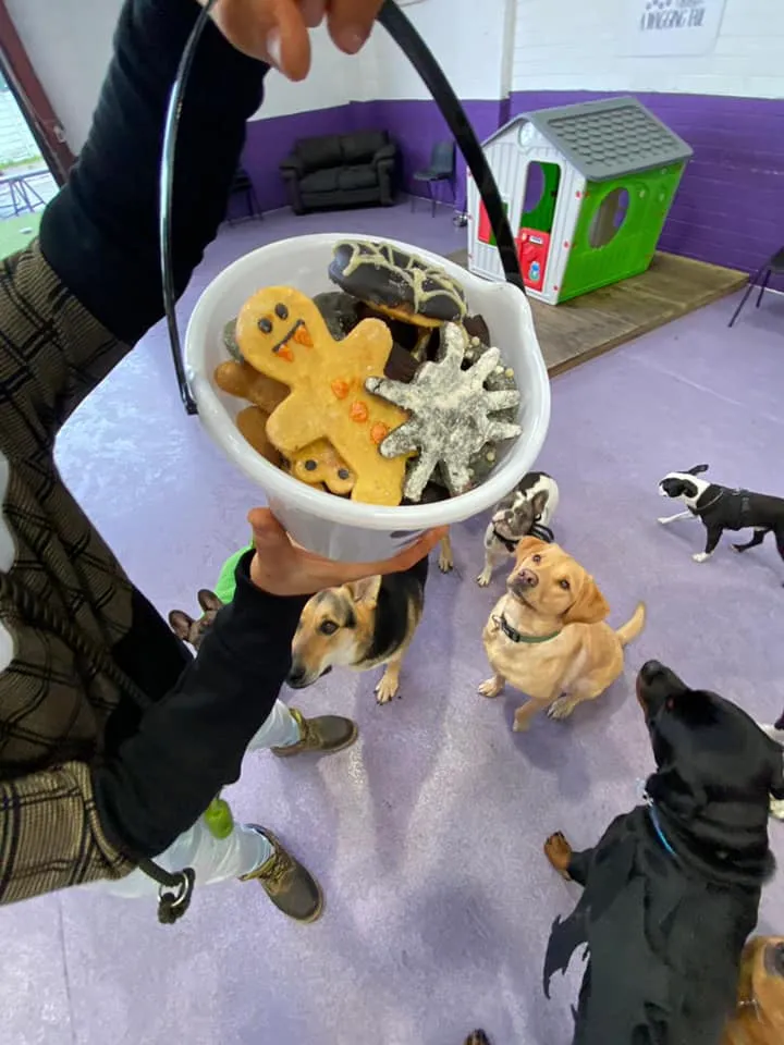 Happy Hounds Pet Care