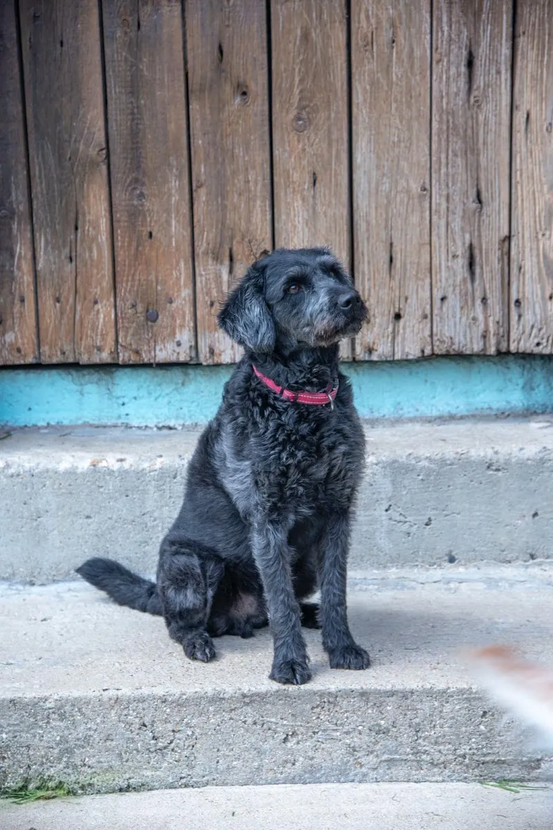 Canada Farm Holidays for Dogs & Cats