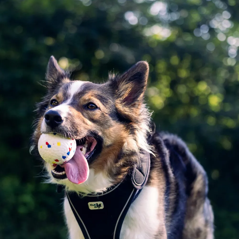 Hurn Lodge Kennels and Cattery, Ringwood - Photo 2 of 2