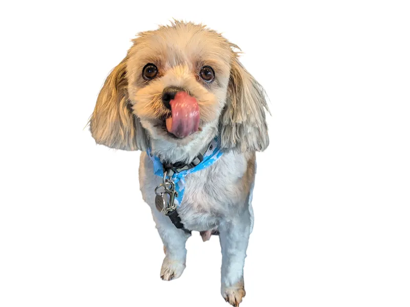 Krista's Doggy Services Pet Boarding and Grooming