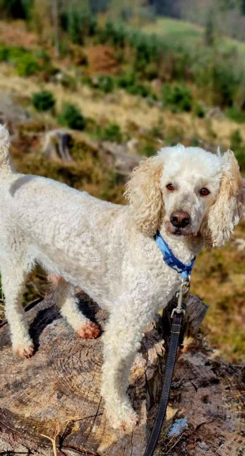 Krista's Doggy Services Pet Boarding and Grooming