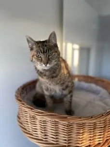 Yew Tree Cattery, Barry - Photo 1 of 3