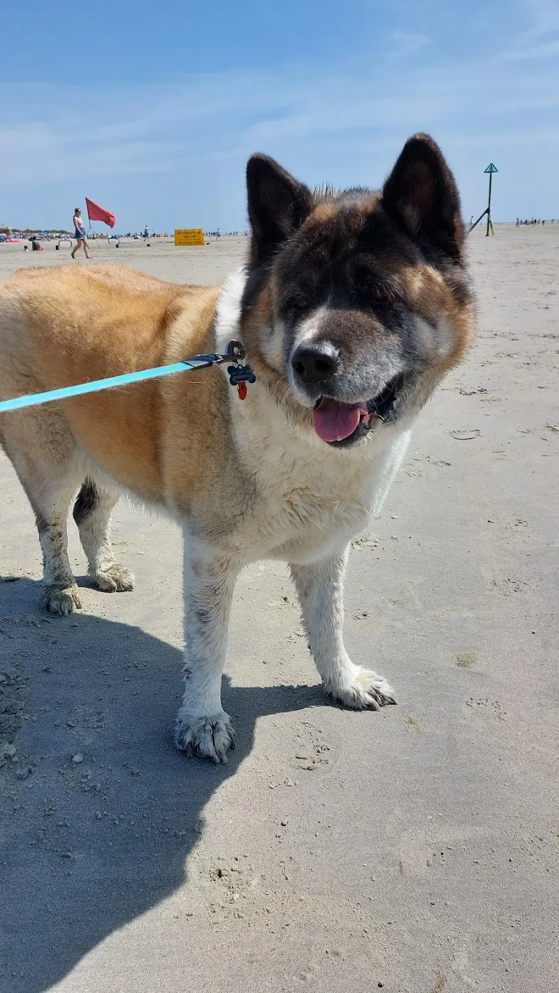 Lower Hortondale Kennels