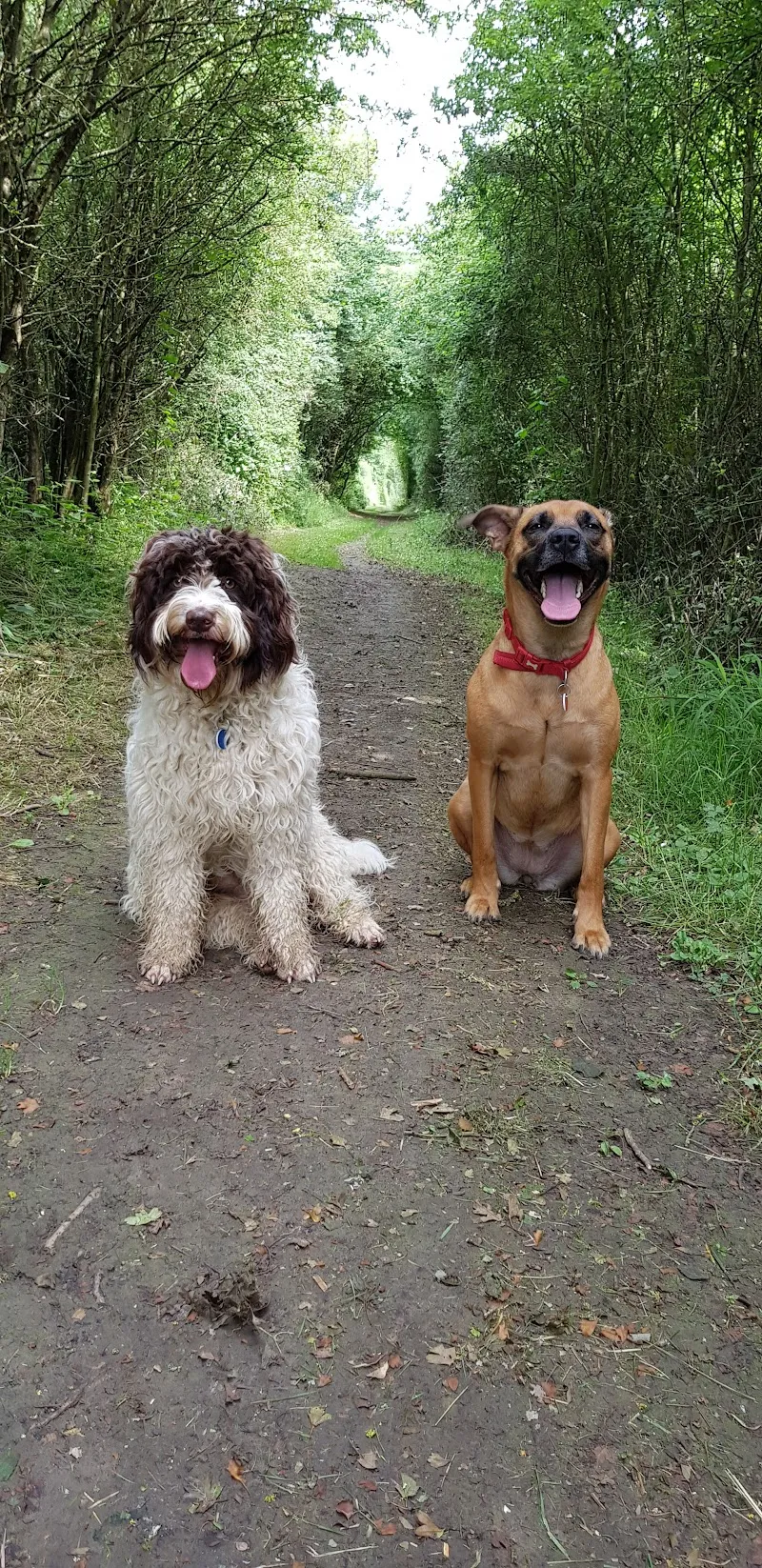 Lower Hortondale Kennels