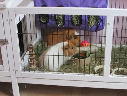 Small Furries Boarding Abergavenny, Nr. Abergavenny