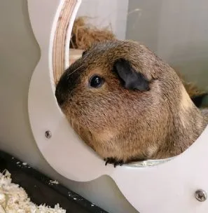 Kerry's Pet Hotel, Sevenoaks - Photo 1 of 3