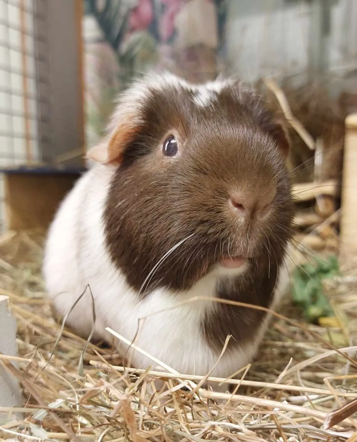 Kerry's Pet Hotel, Sevenoaks - Photo 3 of 3