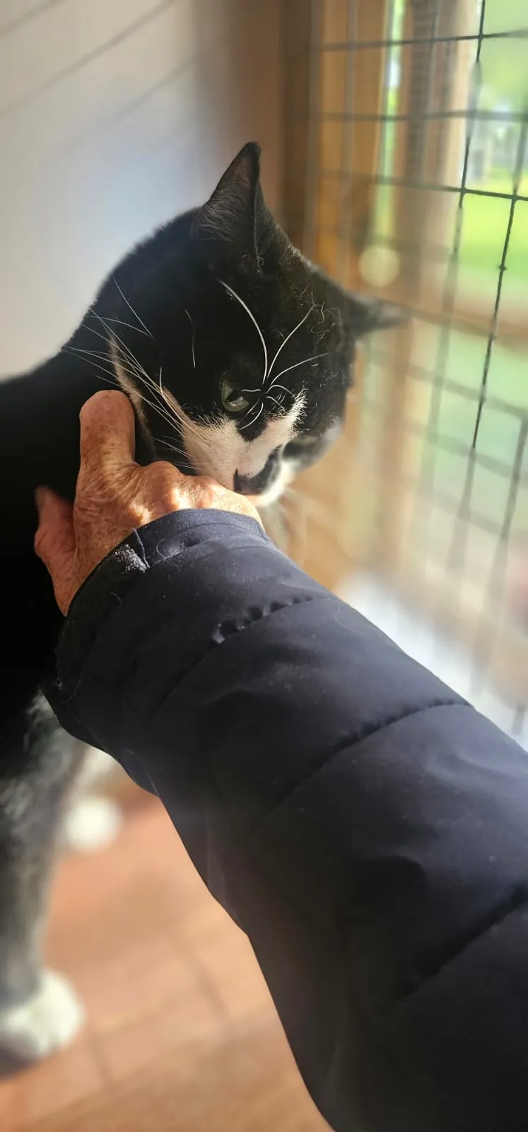 Leigh Luxury Cat Hotel