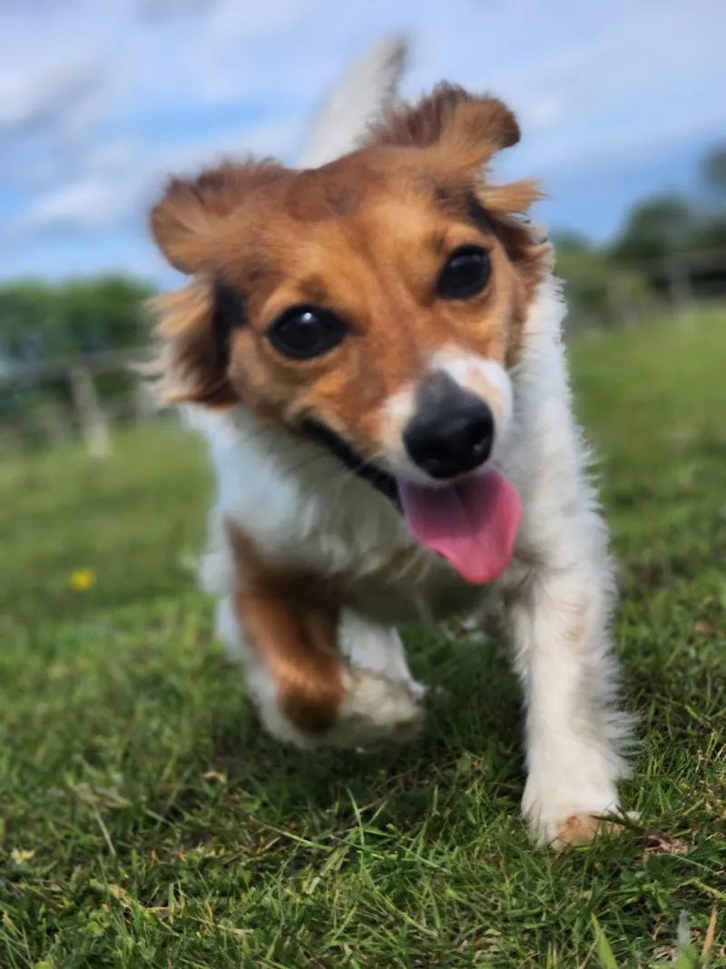 Bowesfield Farm Boarding Kennels & Cattery