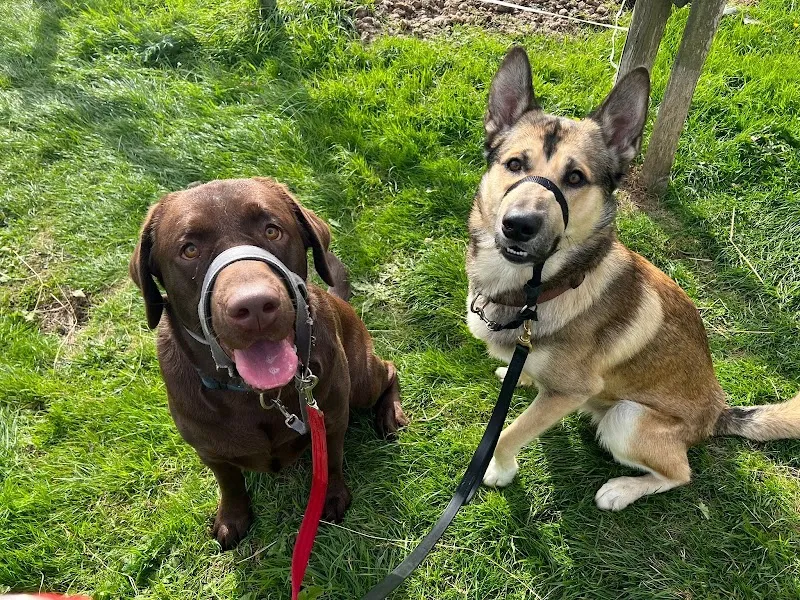 Bowesfield Farm Boarding Kennels & Cattery