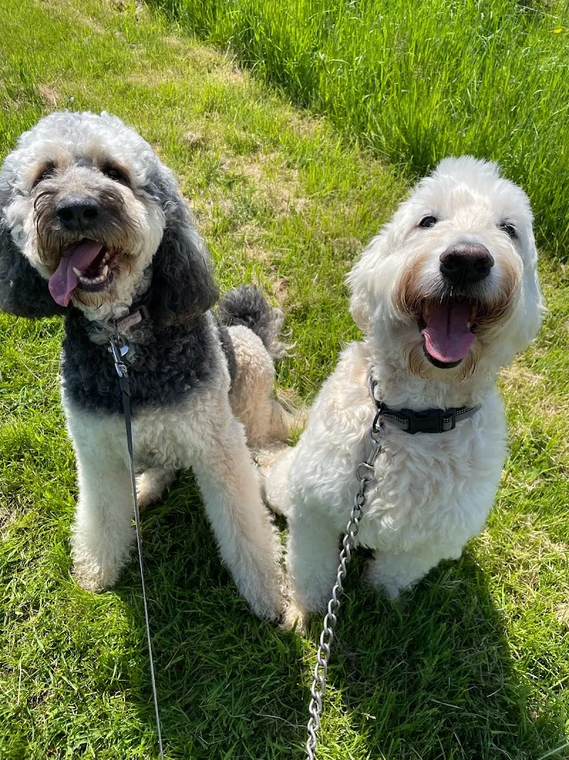 Bowesfield Farm Boarding Kennels & Cattery
