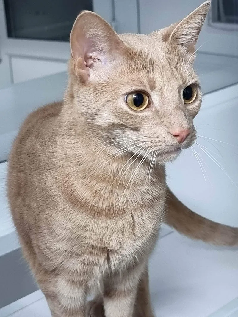 Four Paws Cattery Ltd