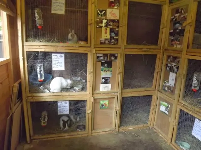 Katie's Bunny Boarding