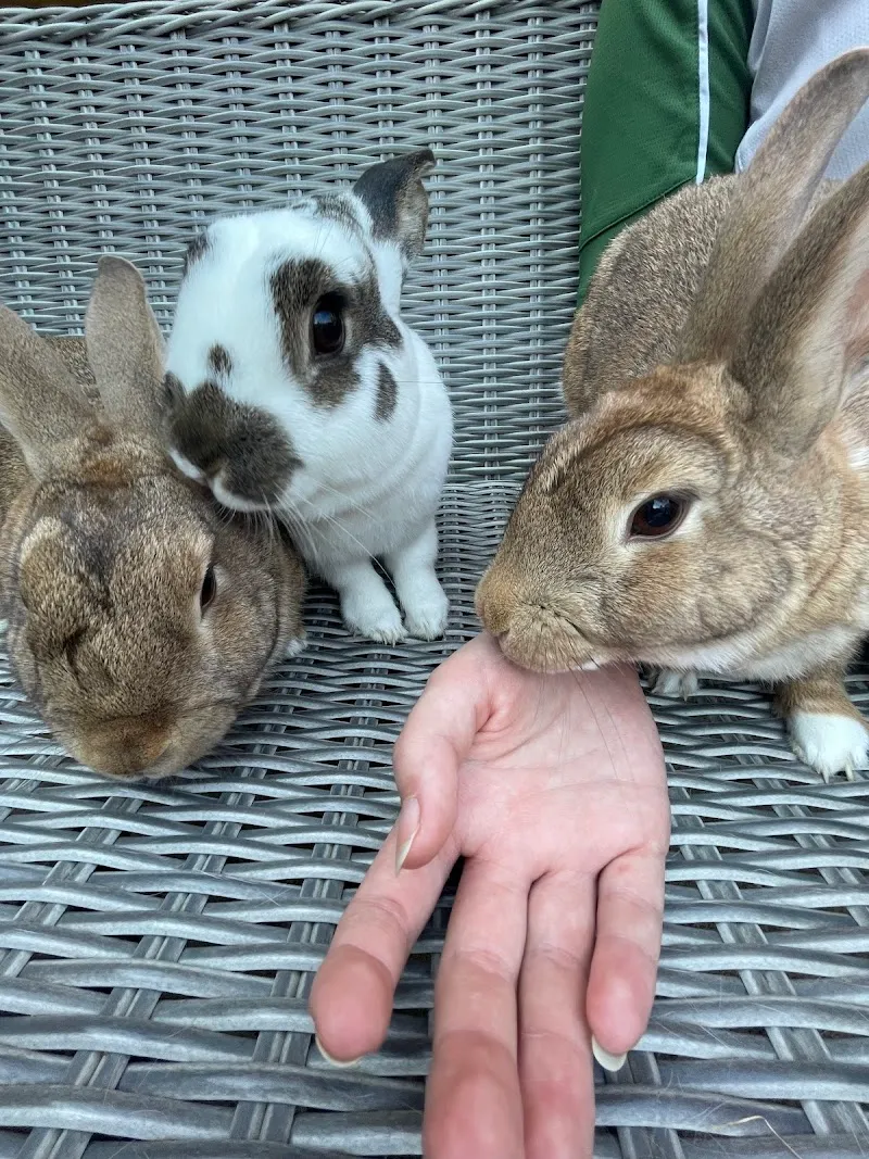 Katie's Bunny Boarding