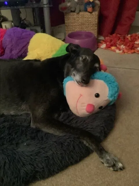 Buffy's Buddies Home Boarding and Day Care for Dogs, Norwich - Photo 2 of 2