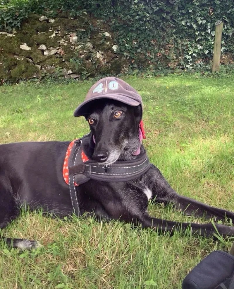 Buffy's Buddies Home Boarding and Day Care for Dogs