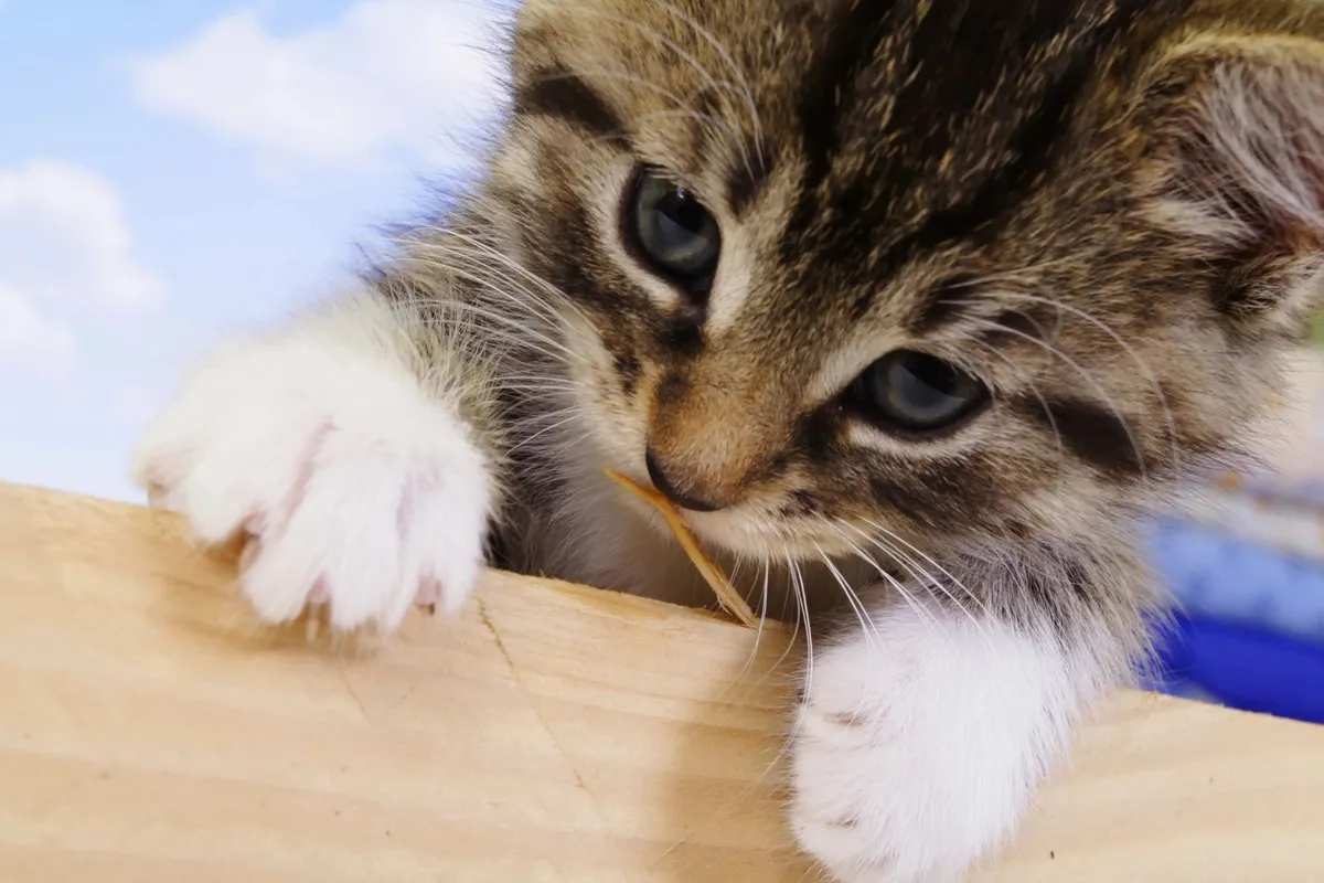 Swalecliffe Cattery, Whitstable - Photo 2 of 2