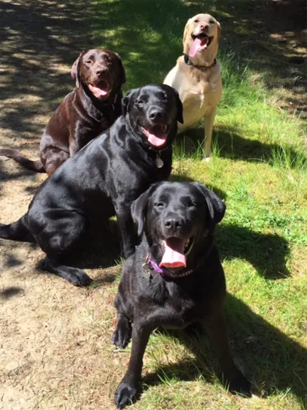 Dog Buddy, Cramlington - Photo 1 of 4
