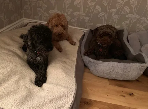 Dog Buddy, Cramlington - Photo 2 of 4