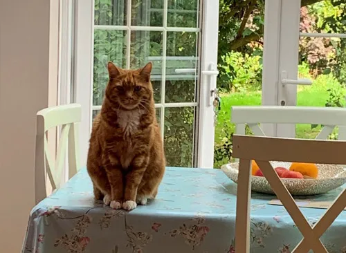 Dog Buddy, Cramlington - Photo 3 of 4