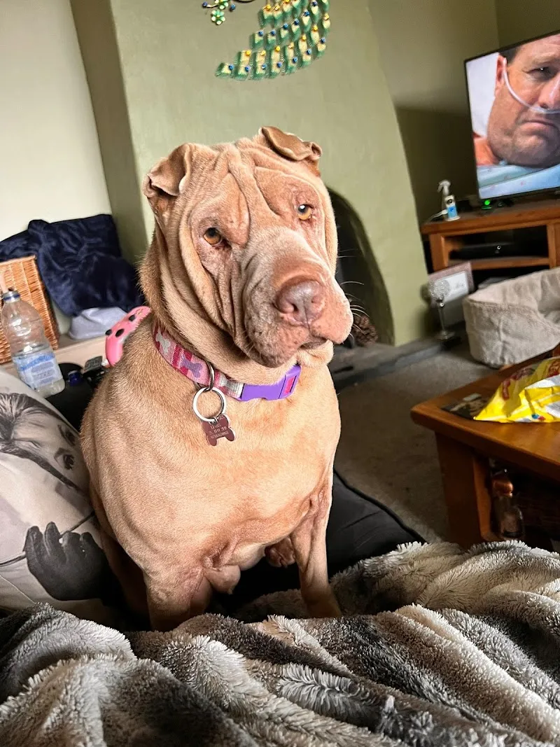 Berry’s Pet Services