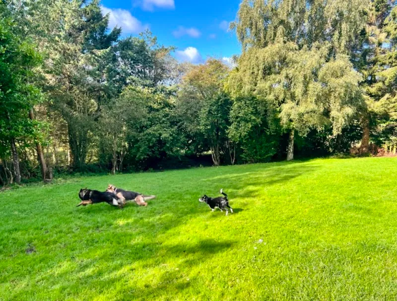 Berry’s Pet Services