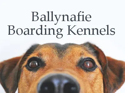 Ballynafie Boarding Kennels