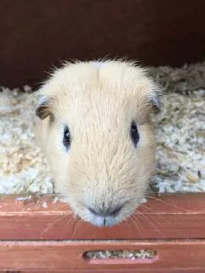 Guinea Pig Hotel, Dereham