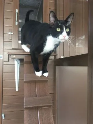 Puss in Rhoose Boarding Cattery, Barry - Photo 1 of 3