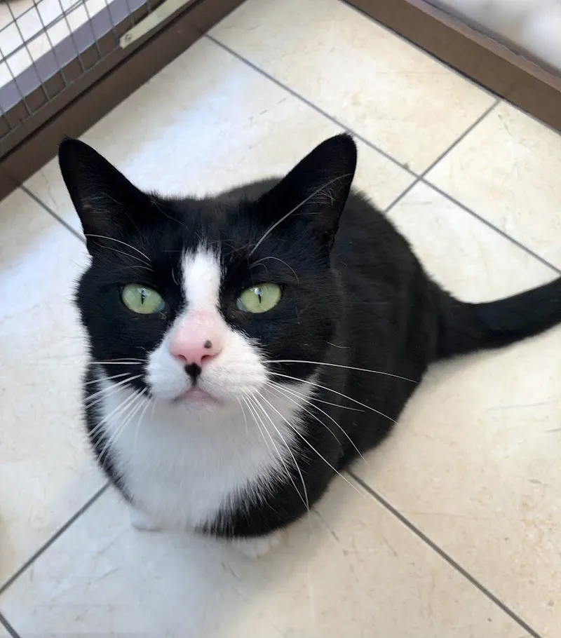 Puss in Rhoose Boarding Cattery