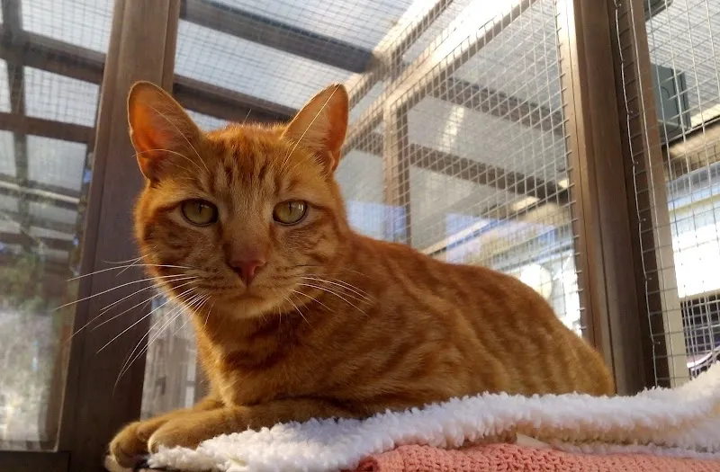 Puss in Rhoose Boarding Cattery