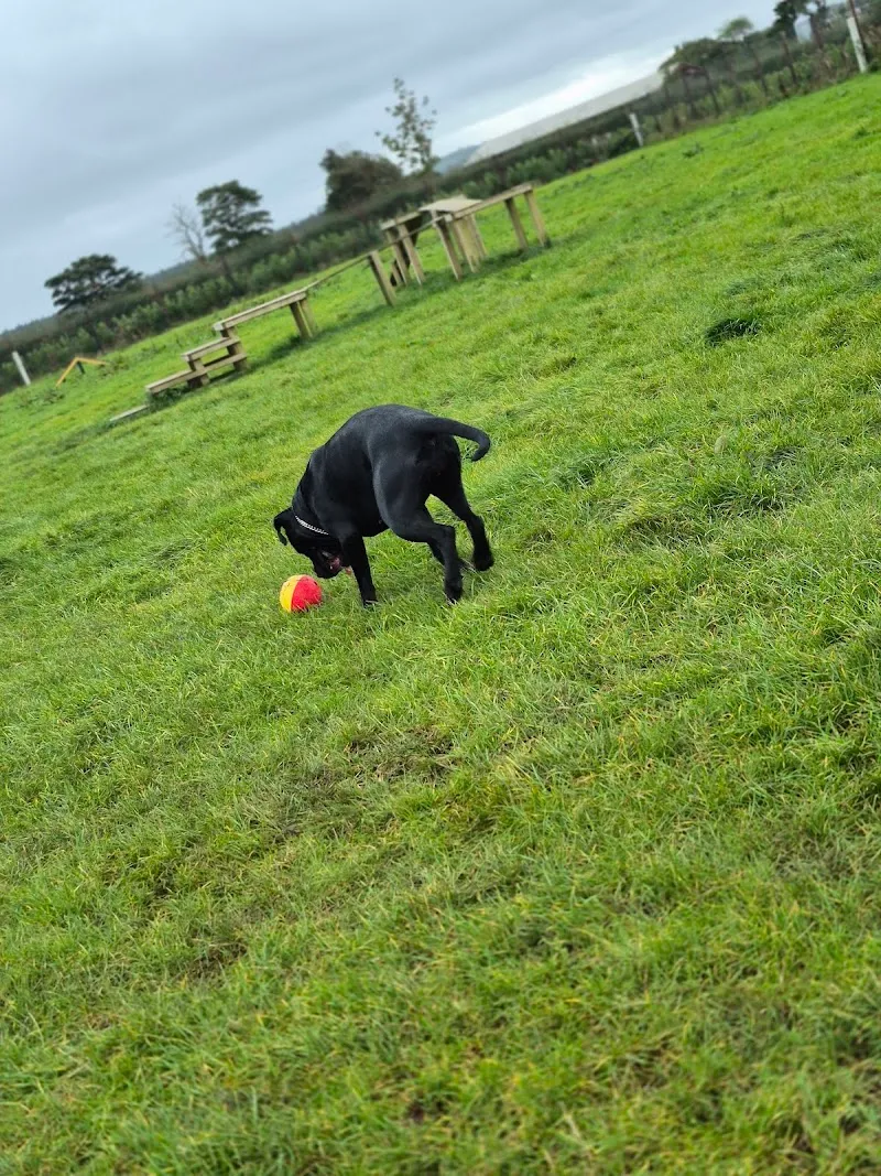 Country Canines Luxury Boarding
