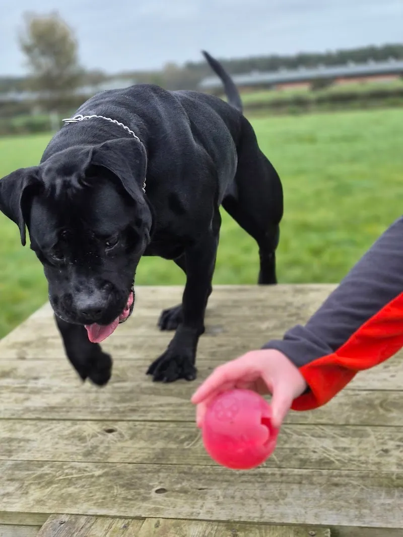 Country Canines Luxury Boarding
