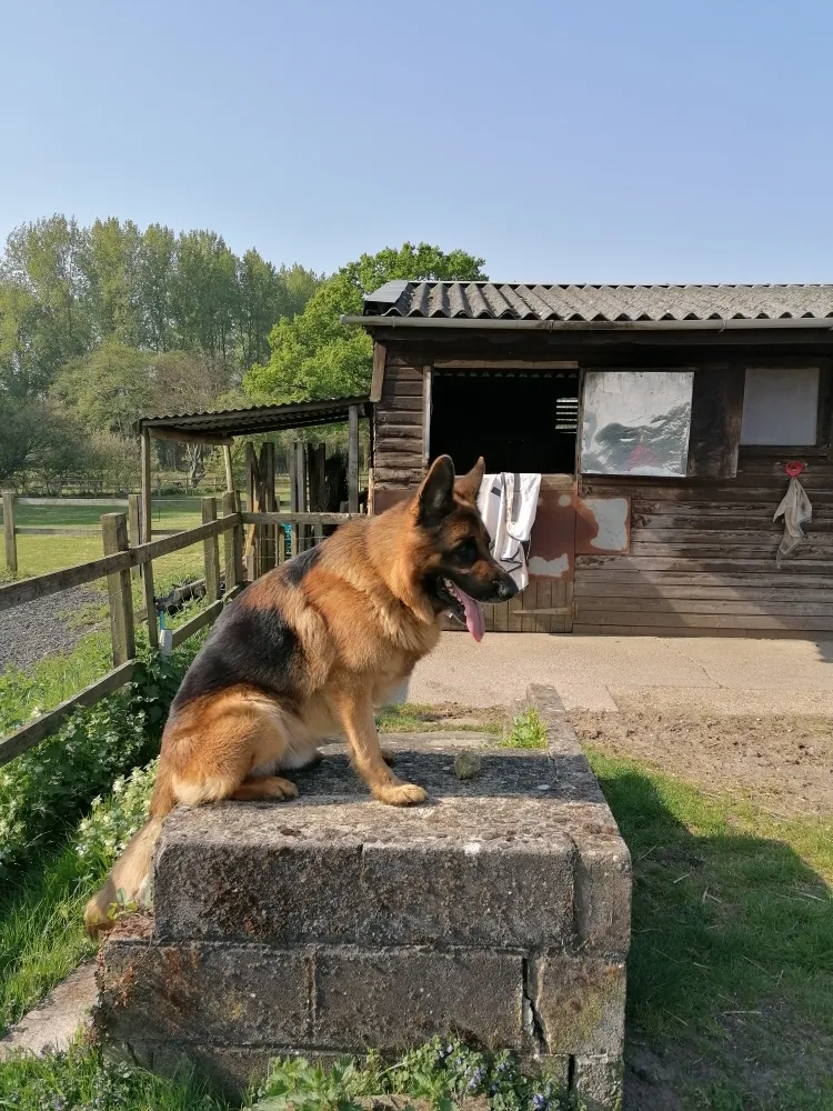 Difford Kennels & Cattery