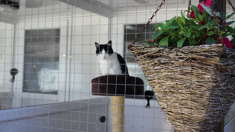 Gatehouse Cattery