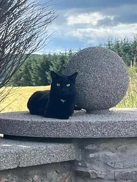 Erinvale Cattery, Aberdeen - Photo 2 of 2