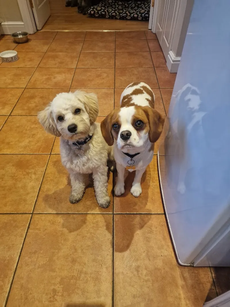 The Wag House dog boarding/day care