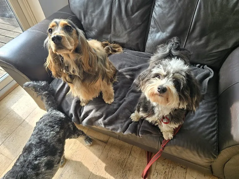 The Wag House dog boarding/day care