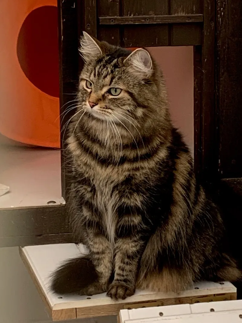 Eastmead Boarding Cattery