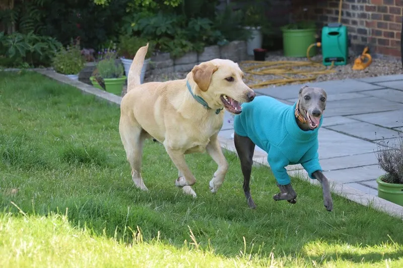 Surrey Hills Happy Hounds Doggy Day Care & Boarding