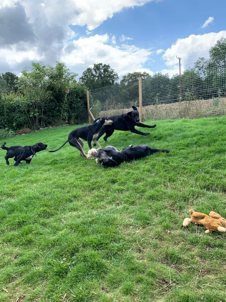 Surrey Hills Happy Hounds Doggy Day Care & Boarding